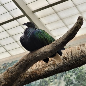 Fundraising Page: Stephanie Thomas